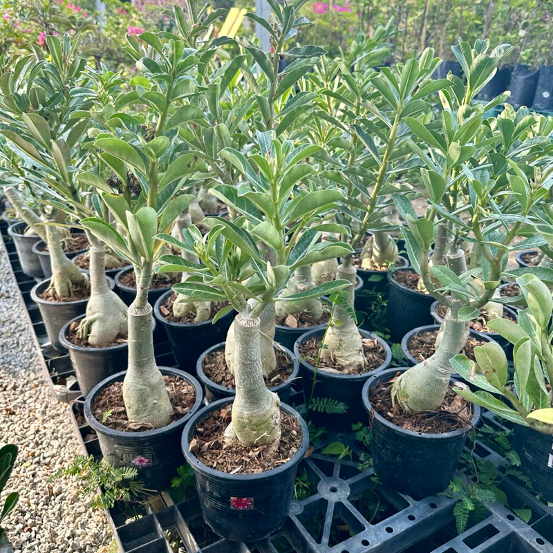 🔥OUTDOOR🔥 POKOK KEMBOJA / Adenium Tree / Dessert Rose / Adenium Obesum ...
