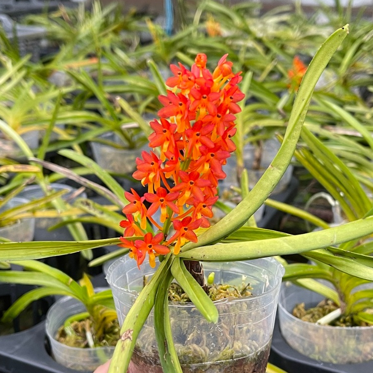 Vanda miniata | Ascocentrum miniatum | Species | Miniature Orchid ...