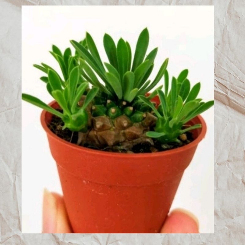 Ganohealth rare Euphorbia Gabisan 峨眉山 with 55mm pot direct from Cameron ...