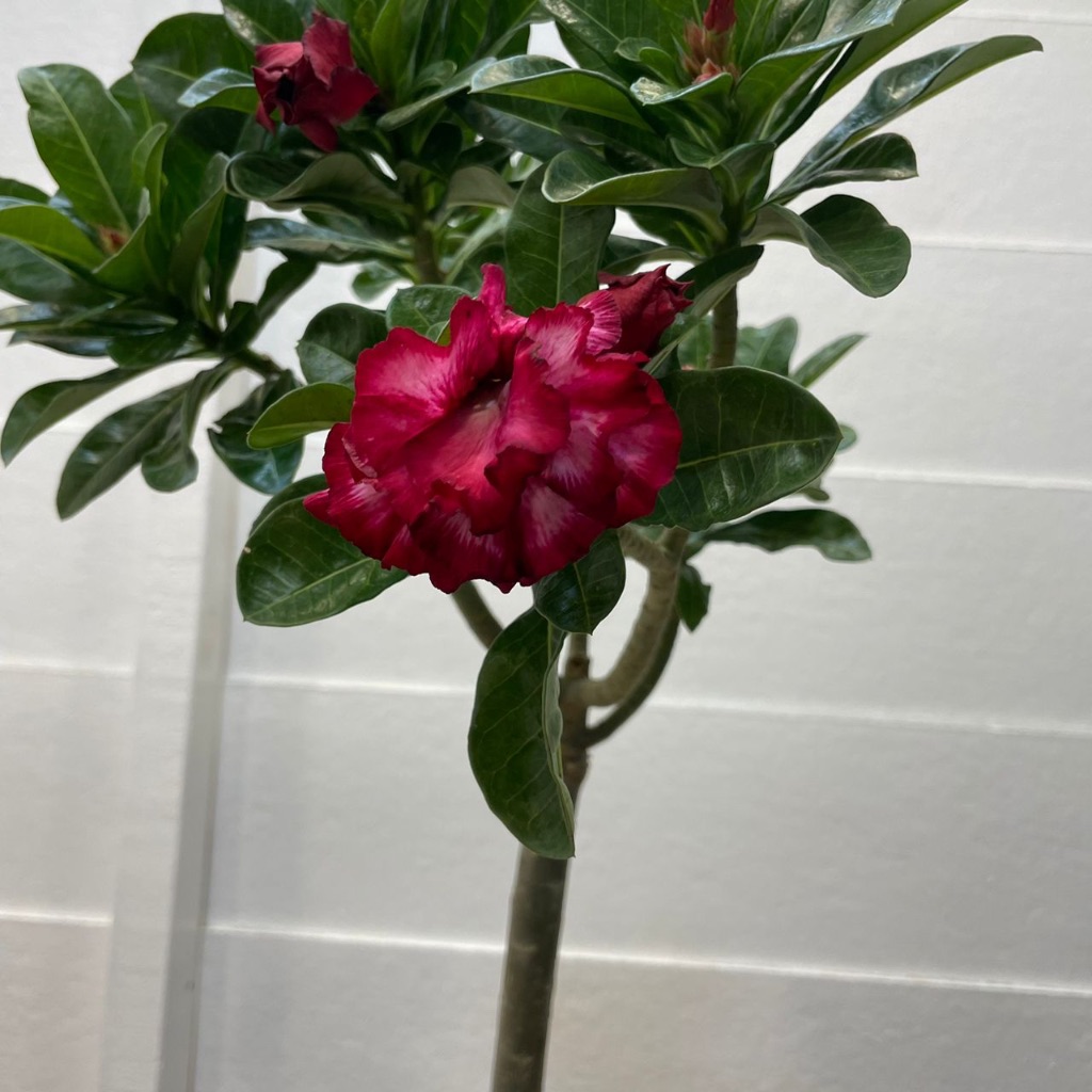 H2O - Tall Adenium 高型富贵花 Bunga Kemboja Live Plant | Shopee Malaysia