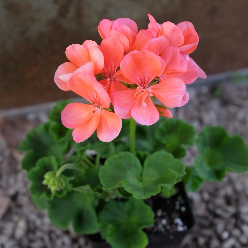 Pelargonium Geranium real live plant天竺葵 anak pokok bunga hidup hiasan ...