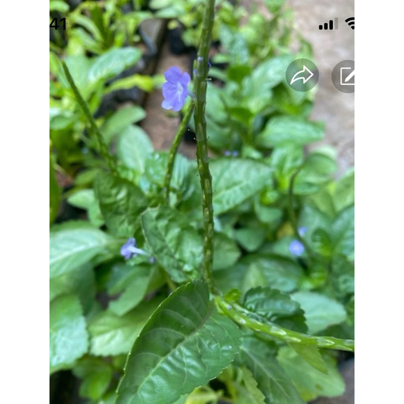 DAUN JOLOK CACING PURPLE / PUTIH 40 gram | Shopee Malaysia