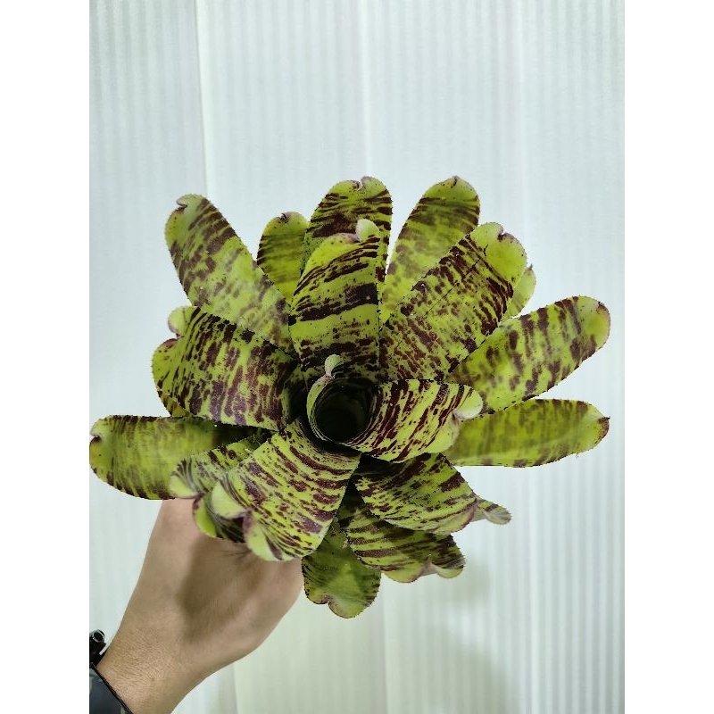bromeliad neoregelia Crazy Rabbit No Var | Shopee Malaysia