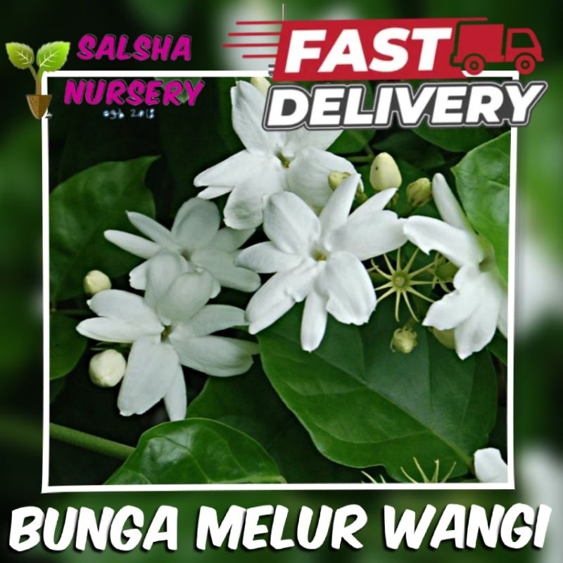 💥🔥 POKOK BUNGA MELUR WANGI | pokok hiasan outdoor | Shopee Malaysia
