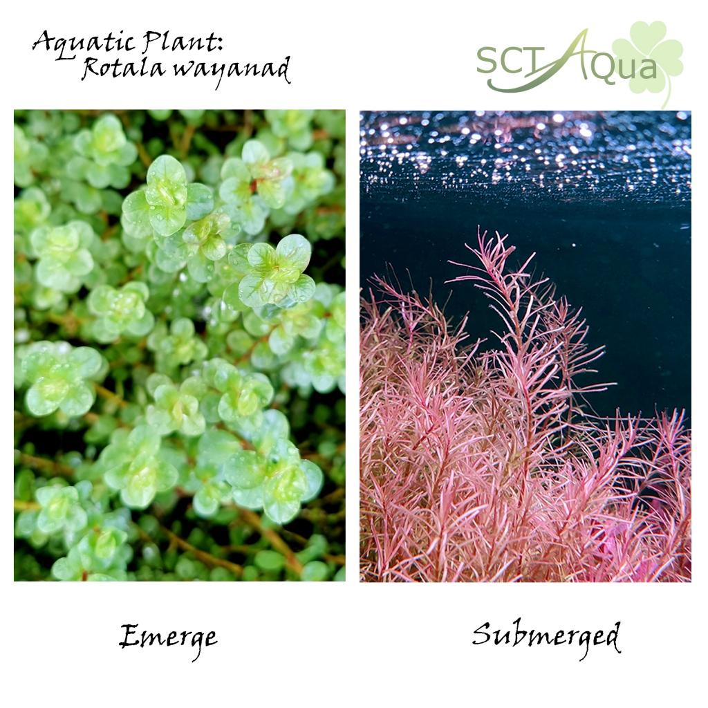 Rotala Wayanad- Aquatic Plant/Tumbuhan Akuatik | Shopee Malaysia