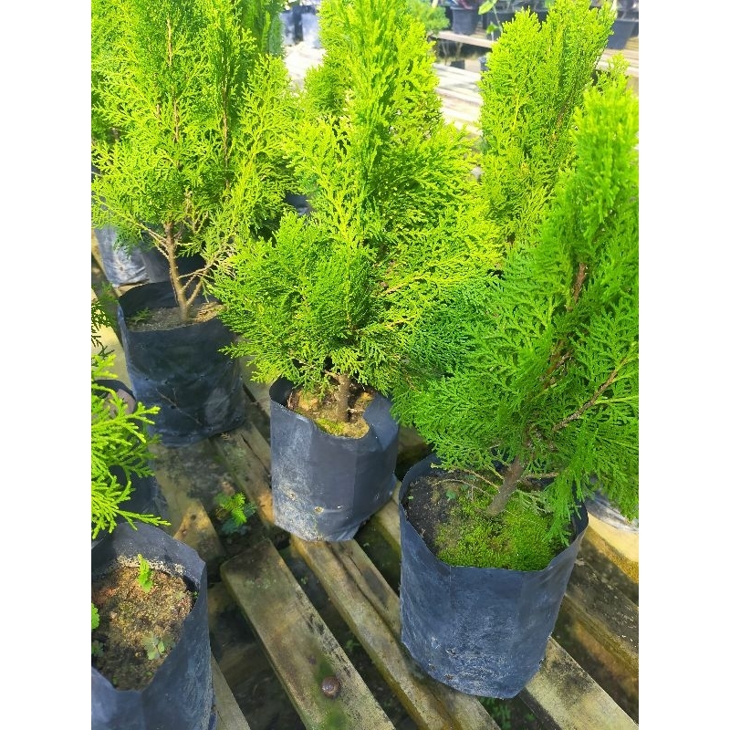 Buy pokok rhu Online With Best Price, Jun 2026 | Shopee Malaysia