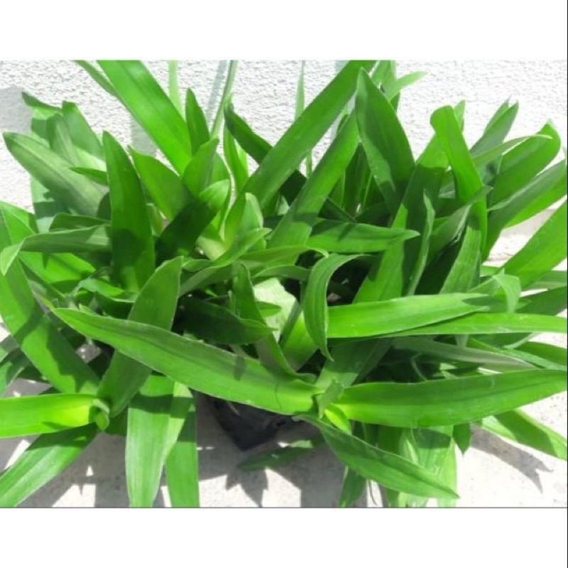 Pokok Rumput Cina @ Pokok Rumput Siti Khadijah herba rumput beijing ...