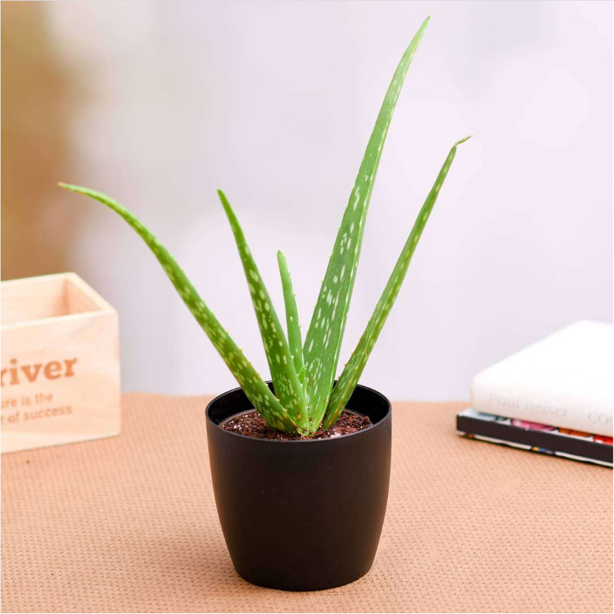 Aloe Vera Baby Plant (Giant Type) Anak Pokok Lidah Buaya (Jumbo Spices) w  Recycle Pot | Shopee Malaysia
