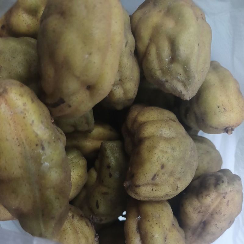 buah katak puru 500g | Shopee Malaysia