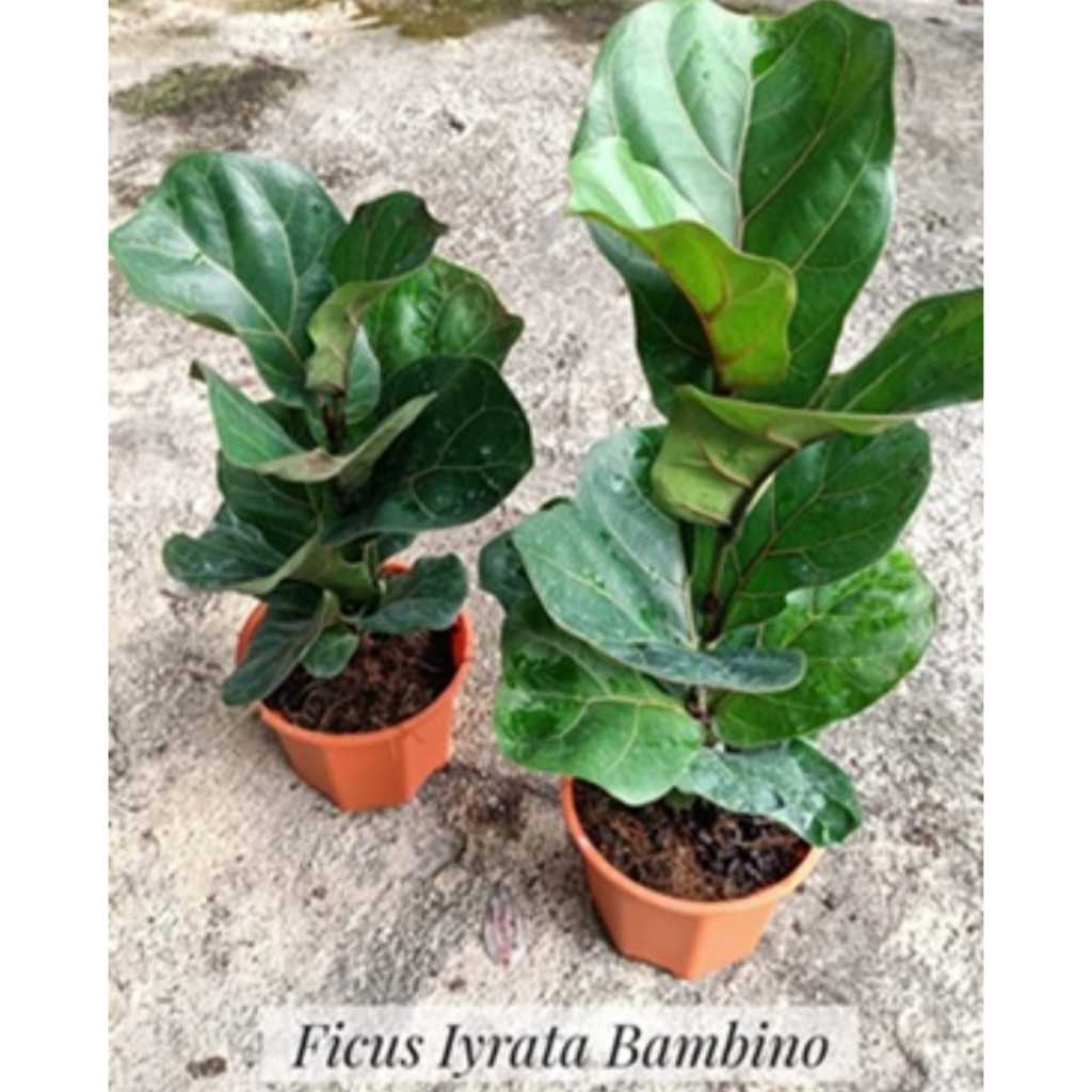 Ficus Lyrata Bambino (Fiddle-Leaf Fig)/ Bambino Multi 芭比榕/小叶琴叶榕/粗杆琴叶榕 ...