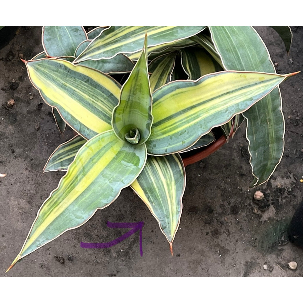Sansevieria Kismayo Variegated (Rare)(Beautiful variegated) | Shopee  Malaysia