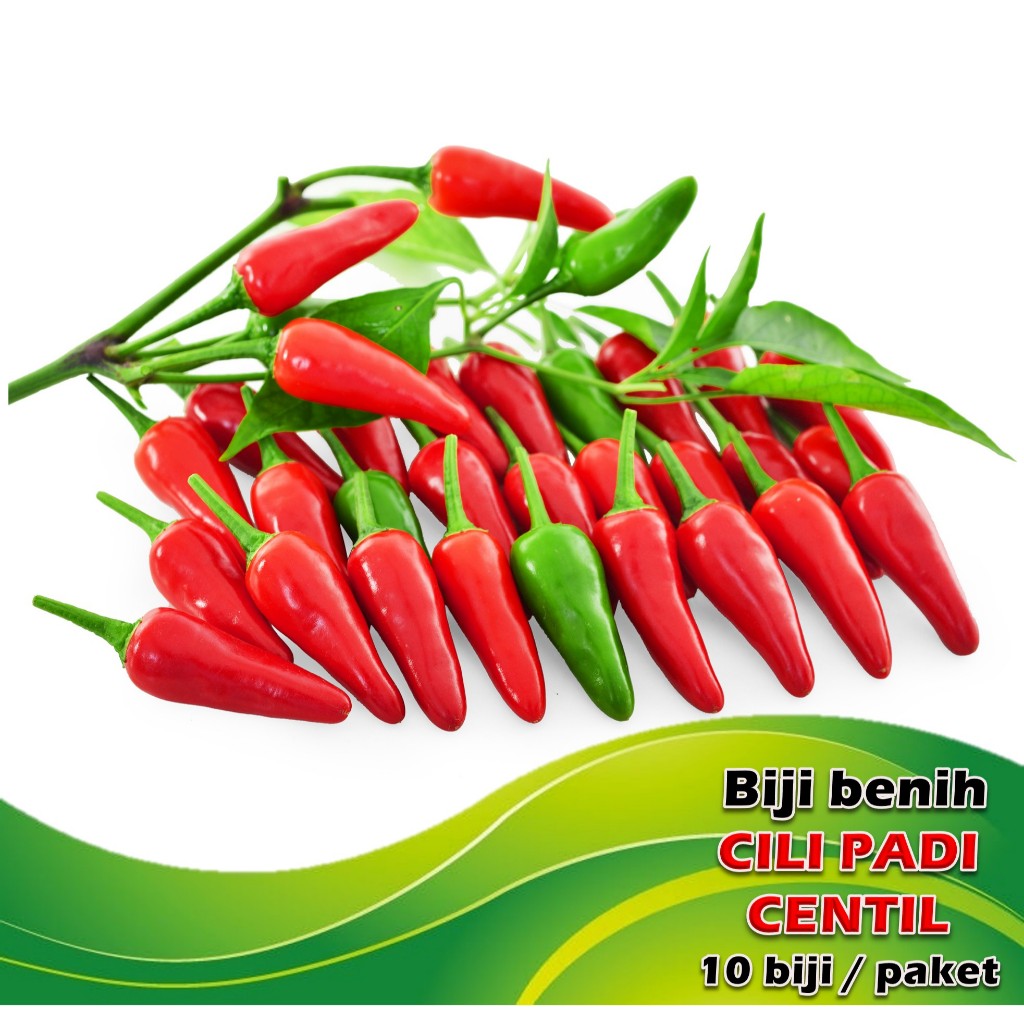 Biji Benih Cili Padi Centil (10 biji sepacket) / Centil Small Chilli ...