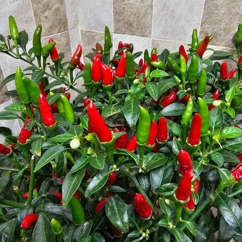 Pokok Cili Burung Chili Padi Rimbun Plants | Shopee Malaysia