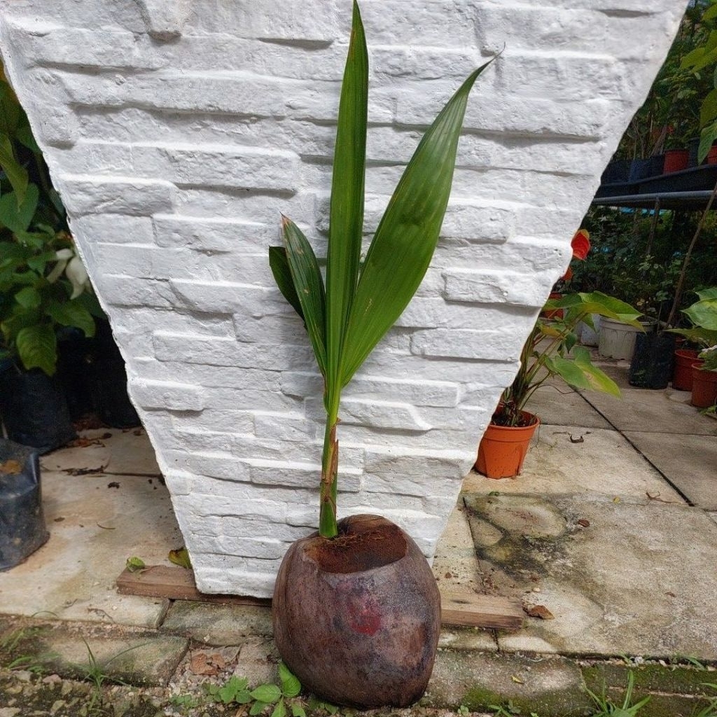 Kelapa Tacunan pokok rendah | Shopee Malaysia