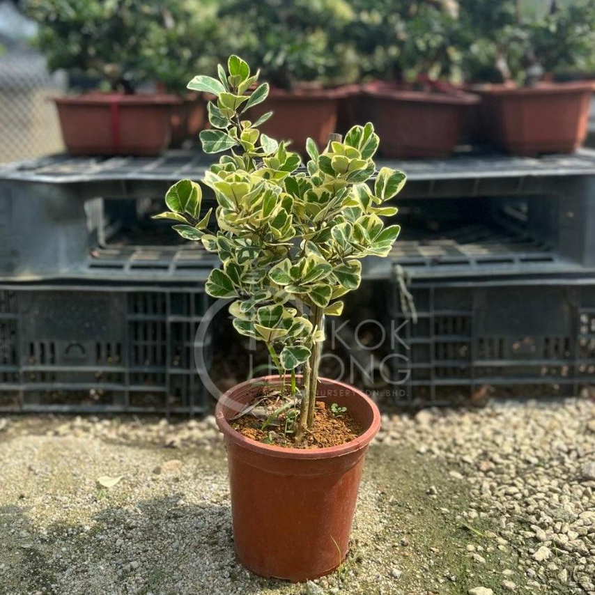 TKL - Ficus Triangularis Variegata (Variegated Triangle Fig/Heart Leaf ...