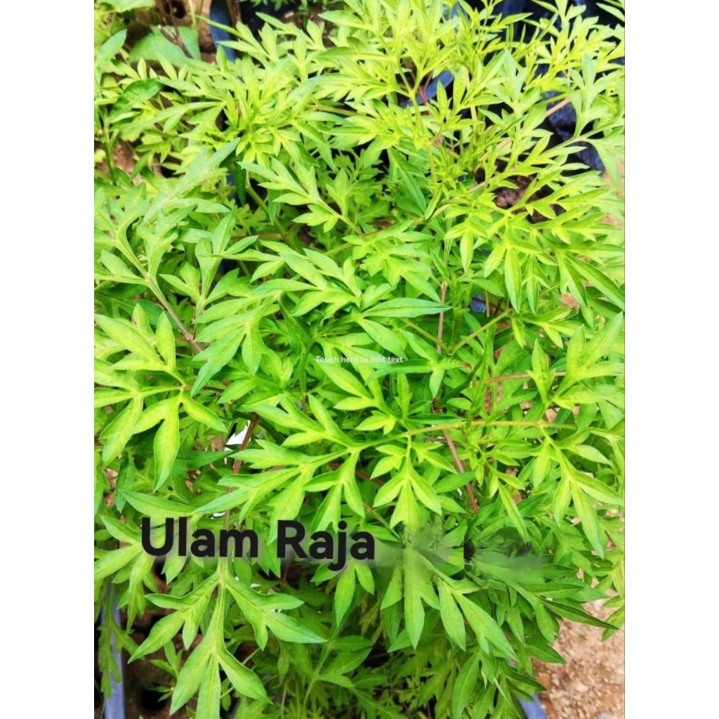 Ulam Raja Benih/Seeds | Shopee Malaysia