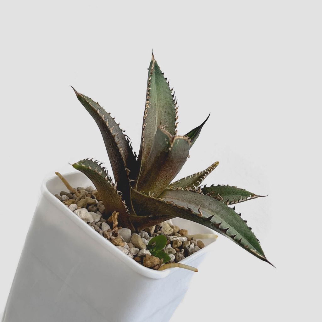 bonsai fly Artificial Bonsai Tree – Realistic Home Decoration, No Maintenance – Flying  Tiger Copenhagen main image 0