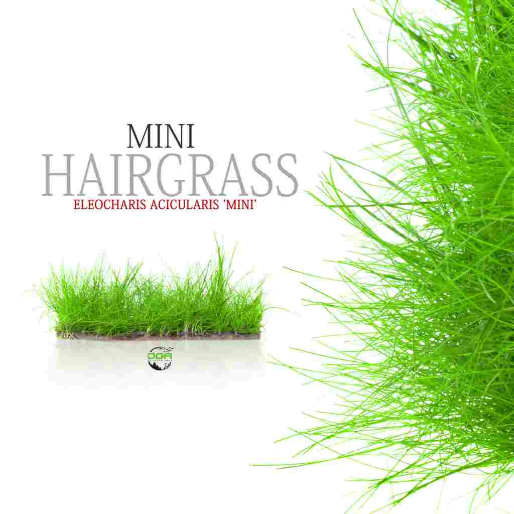 Aquatic Carpet Plants Mini Hair Grass Eleocharis acicularis 'Mini ...