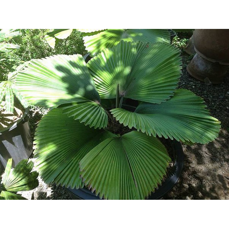 Licuala Orbicularis/ Palm Tree | Shopee Malaysia