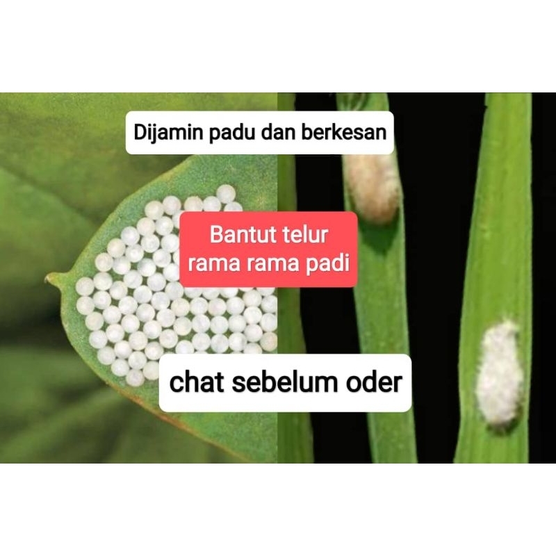 Mach peket 10 gram telur rama rama padi | Shopee Malaysia