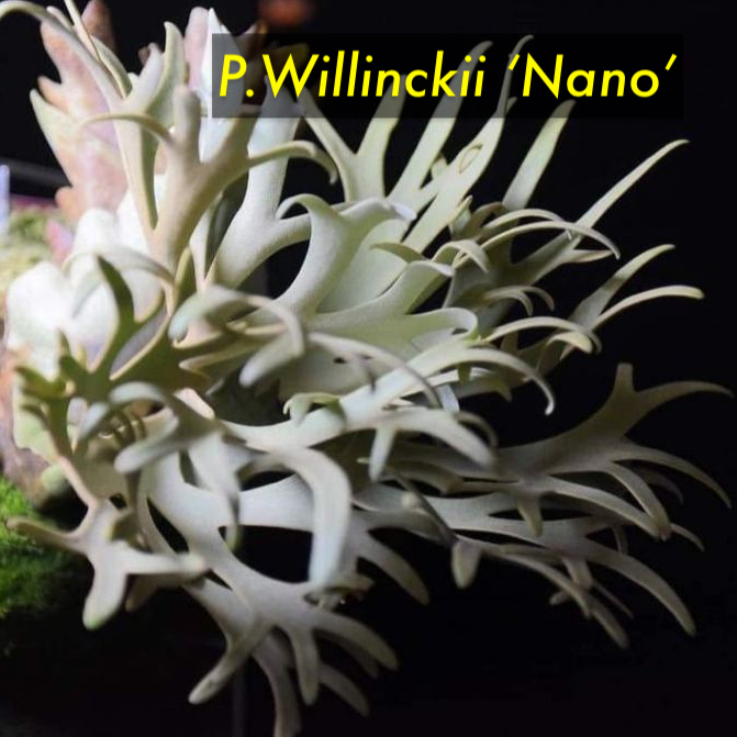 Platycerium Willinckii Bacteria Jade Girl Nano OMG Ginka Sporeling 鹿角蕨 孢子苗  | Shopee Malaysia