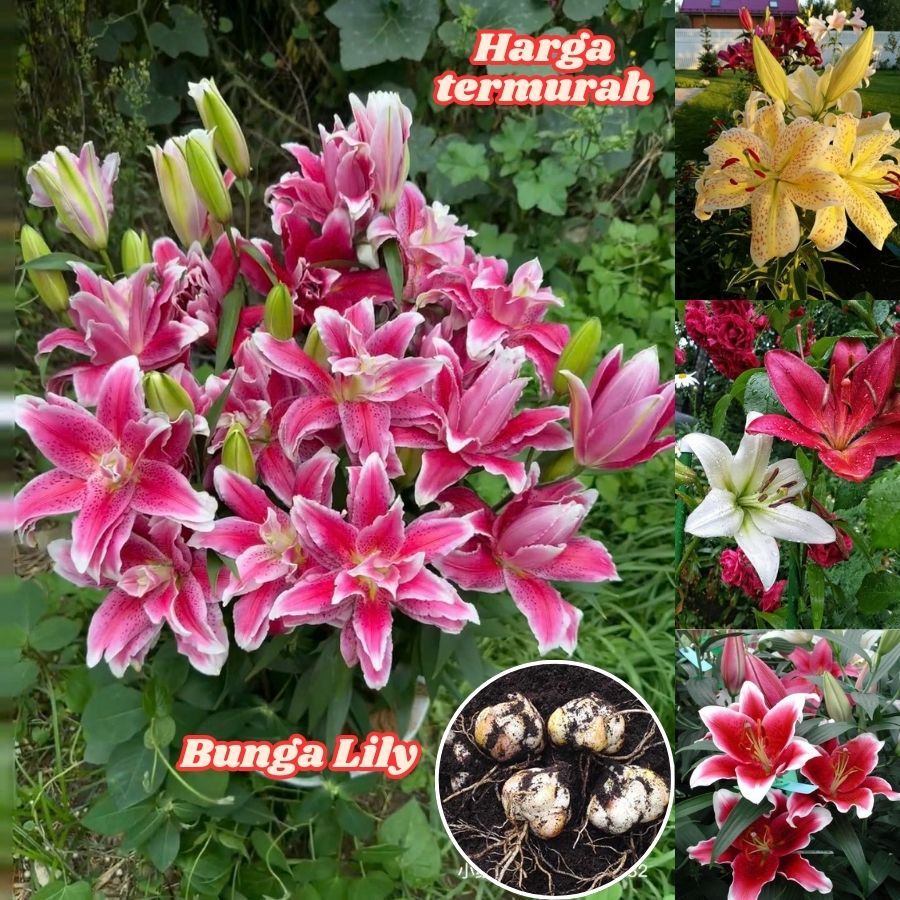Buy bunga lily Online With Best Price, Jul 2026 | Shopee Malaysia