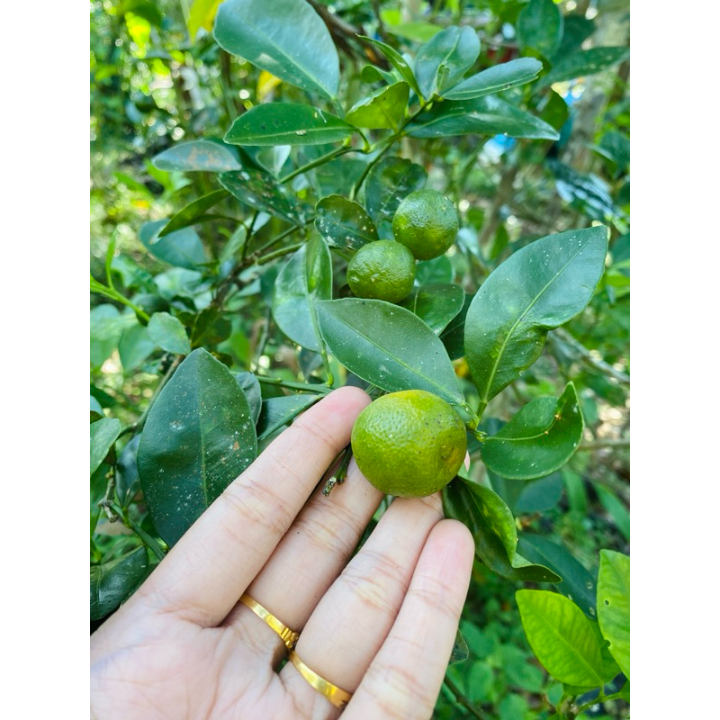 Buah Limau Kasturi Segar (400gram) | Shopee Malaysia