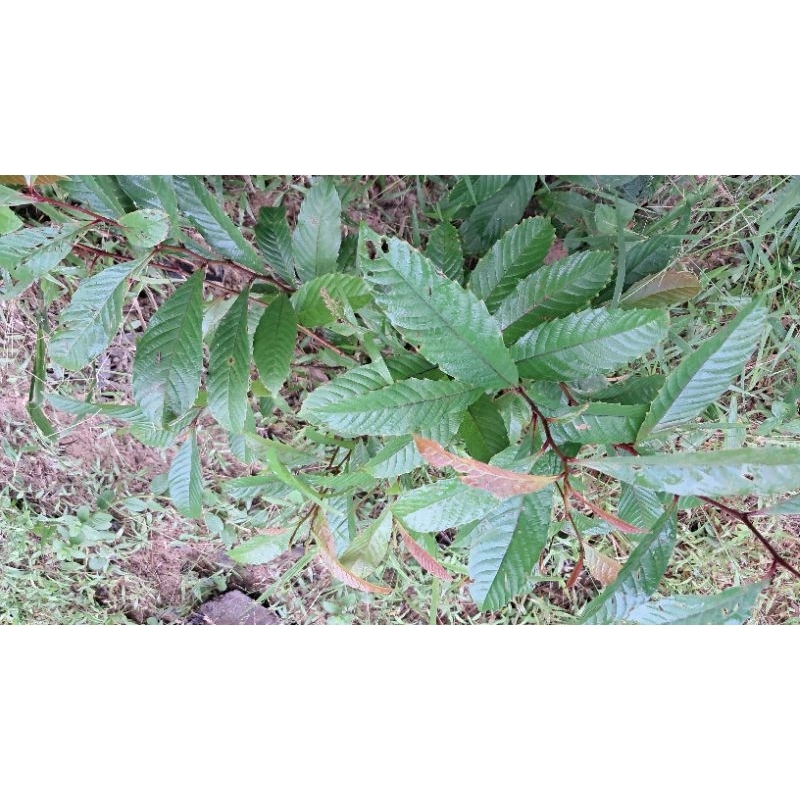 100 Helai Daun Mempelas Muda Atau Tua | Shopee Malaysia