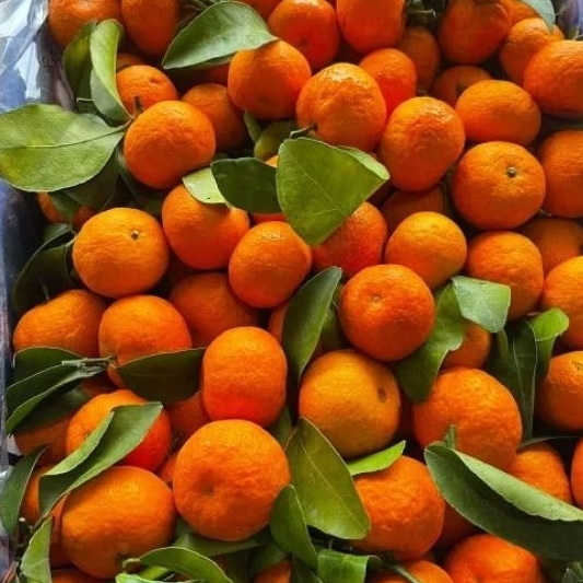 Mandarin mini orange 1kg | Shopee Malaysia