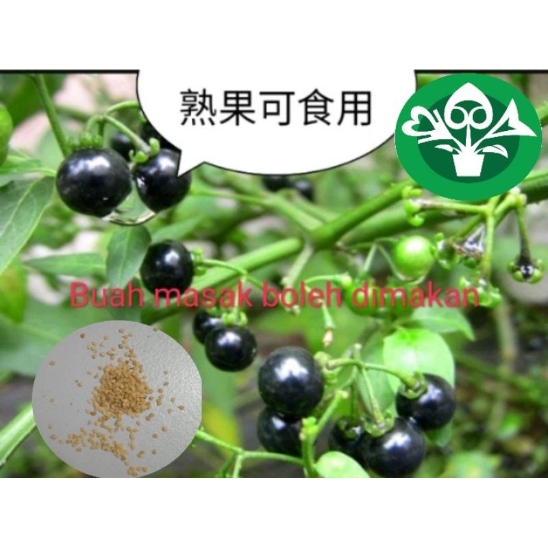 ( BUY 1 FREE 1) Solanum nigrum seeds 30++pcs龙葵种子biji benih buah ranti ...