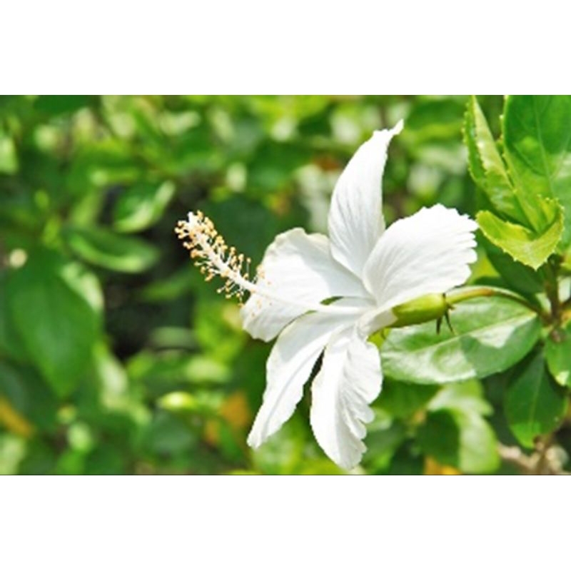 Pokok Bunga Raya Putih | Shopee Malaysia