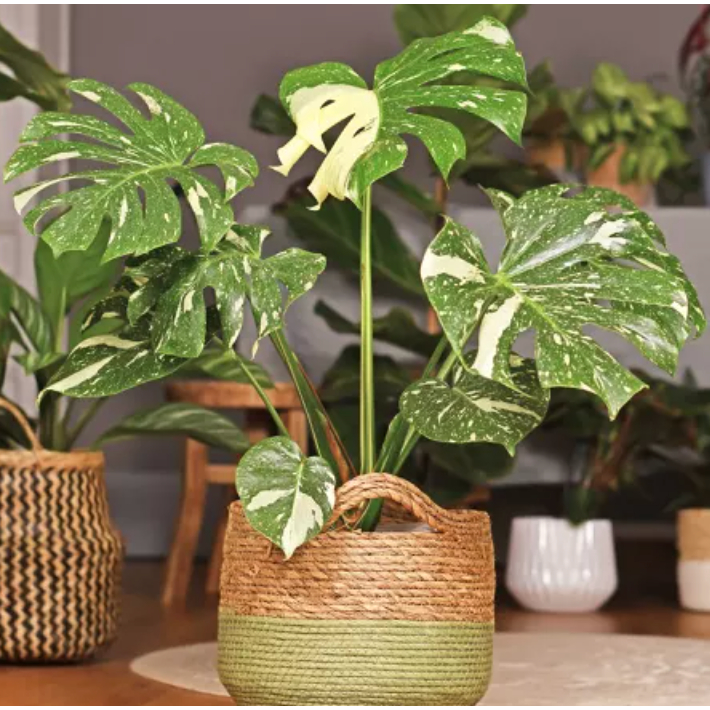 Biji Benih Monstera Deliciosa 'Thai Constellation' Monstera Seed - 5 Seed |  Shopee Malaysia