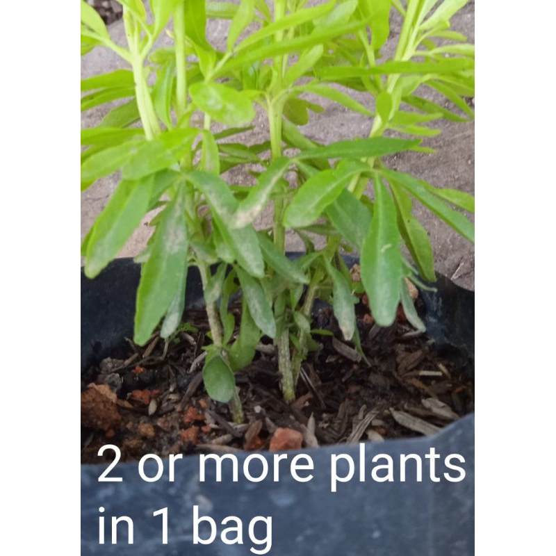 ZODIA (Evodia suaveolens Scheff) (MOSQUITO REPELLENT PLANT) 驱蚊树苗/鸡爪榕 ...