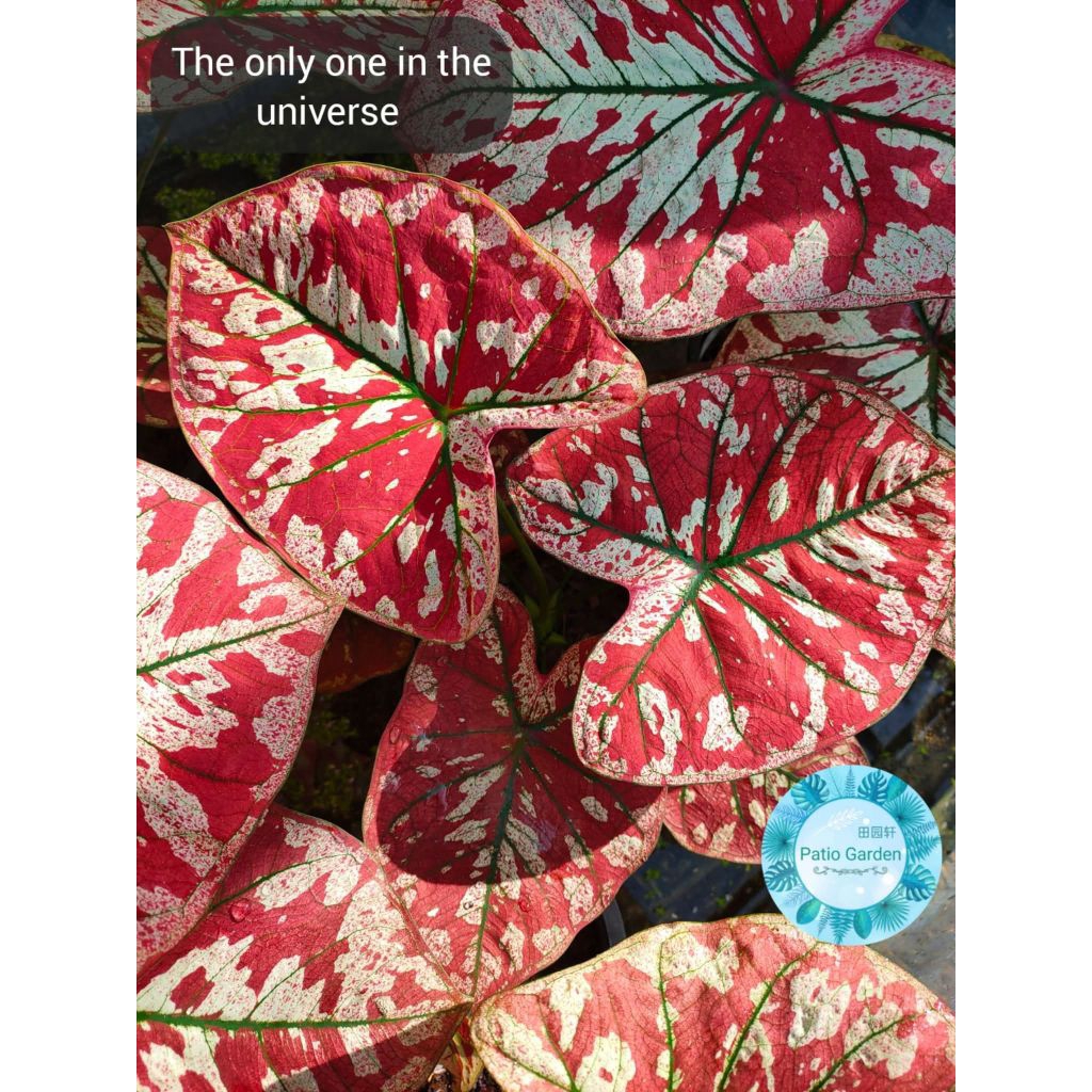 Caladium Thailand/The only one in the universe /猩红玛丽/宇宙的唯一/ | Shopee ...