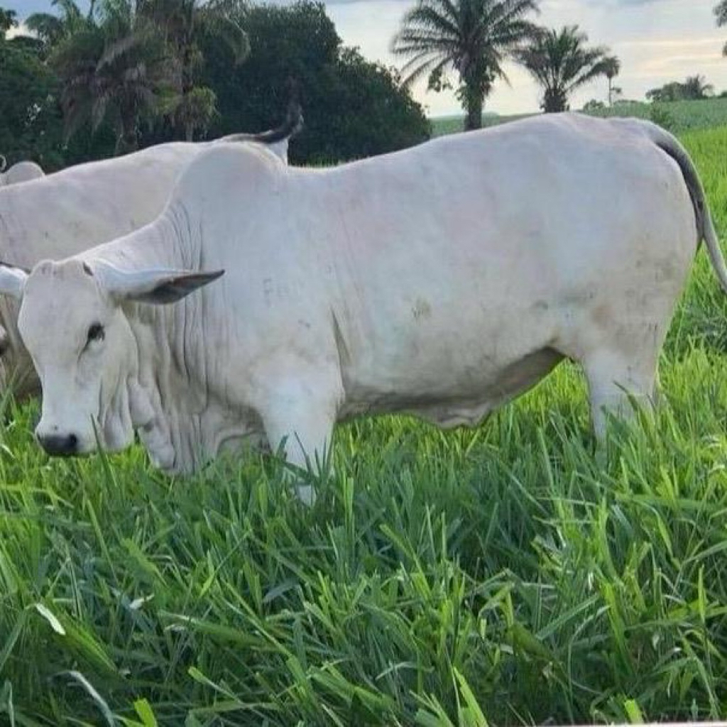 Biji Rumput Ruzi Berprotein Tinggi Sumber Makanan Ternakan Lembu ...