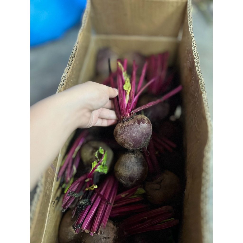 Beetroot segar fresh cantik sedap | Shopee Malaysia