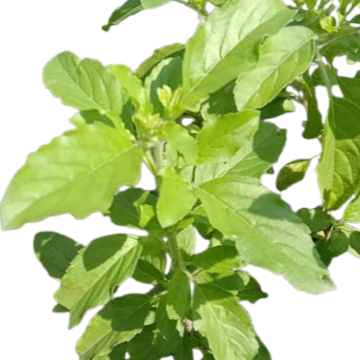 ANOR - Anak Pokok selasih hijau / ruku hijau / Holy Basil plant sapling ...