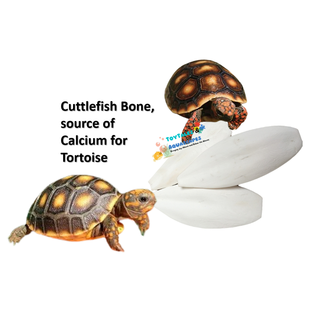 Cuttlefish Bone with High Calcium for Terrestrial Tortoise Sulcata 墨鱼骨 ...