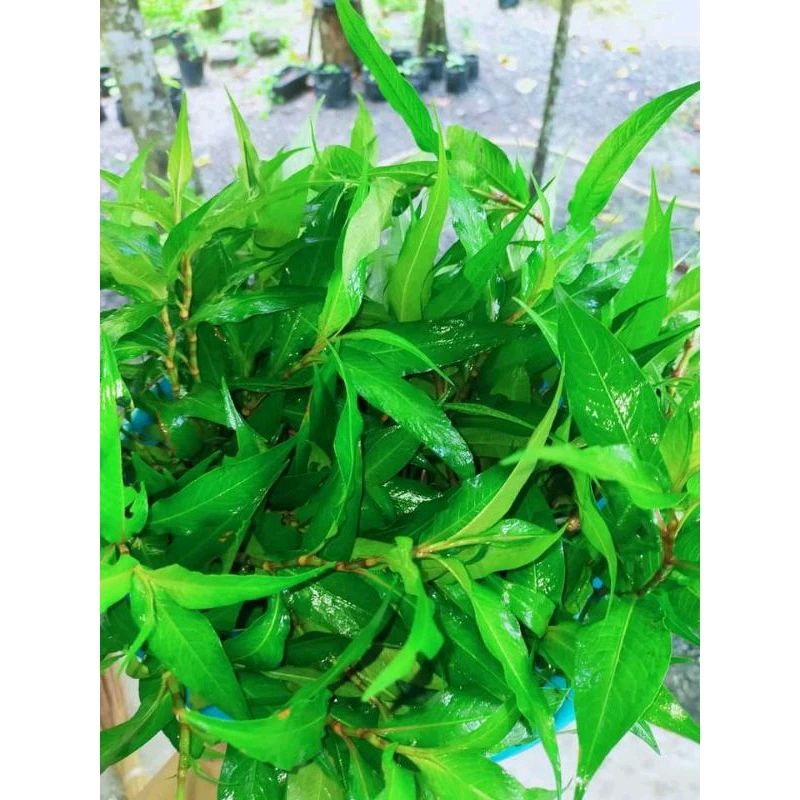 Daun kesom organik.1ikat ready stok .asam pedas.buat kuah laksa ...