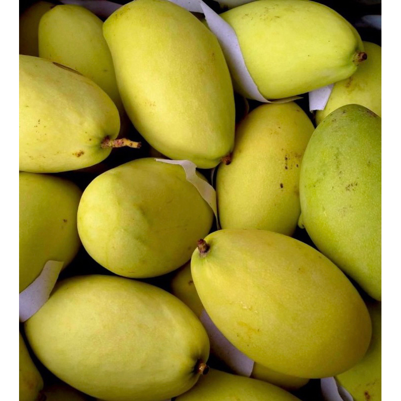 Buah Mangga Susu Gold Fresh Dan Manis | Shopee Malaysia