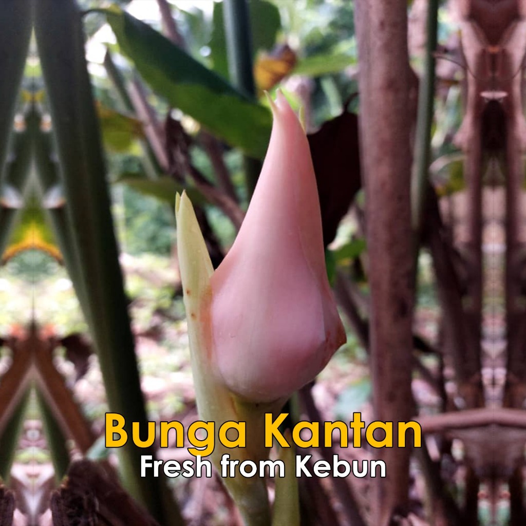 Bunga Kantan Segar/Rhizome Bunga Kantan/Sulur Bunga Kantan/Lengkuas ...