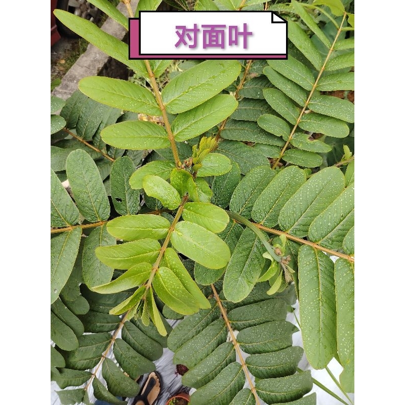 Daun Gelenggang ubat tradisional 10sen sehelai | Ubat Panau / Ubat ...
