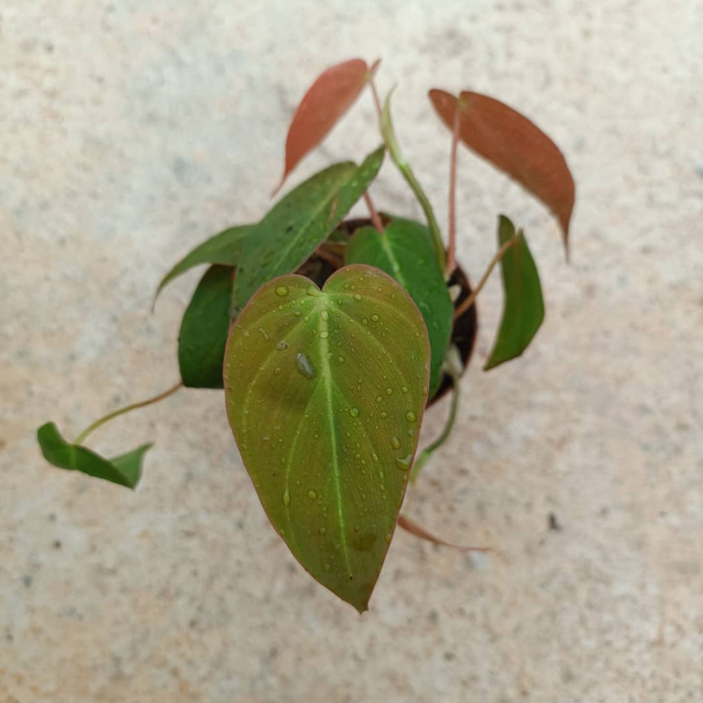LUSHECO-Philodendron Rudolph/Mican/Scanden With Pot 90mm | Shopee Malaysia