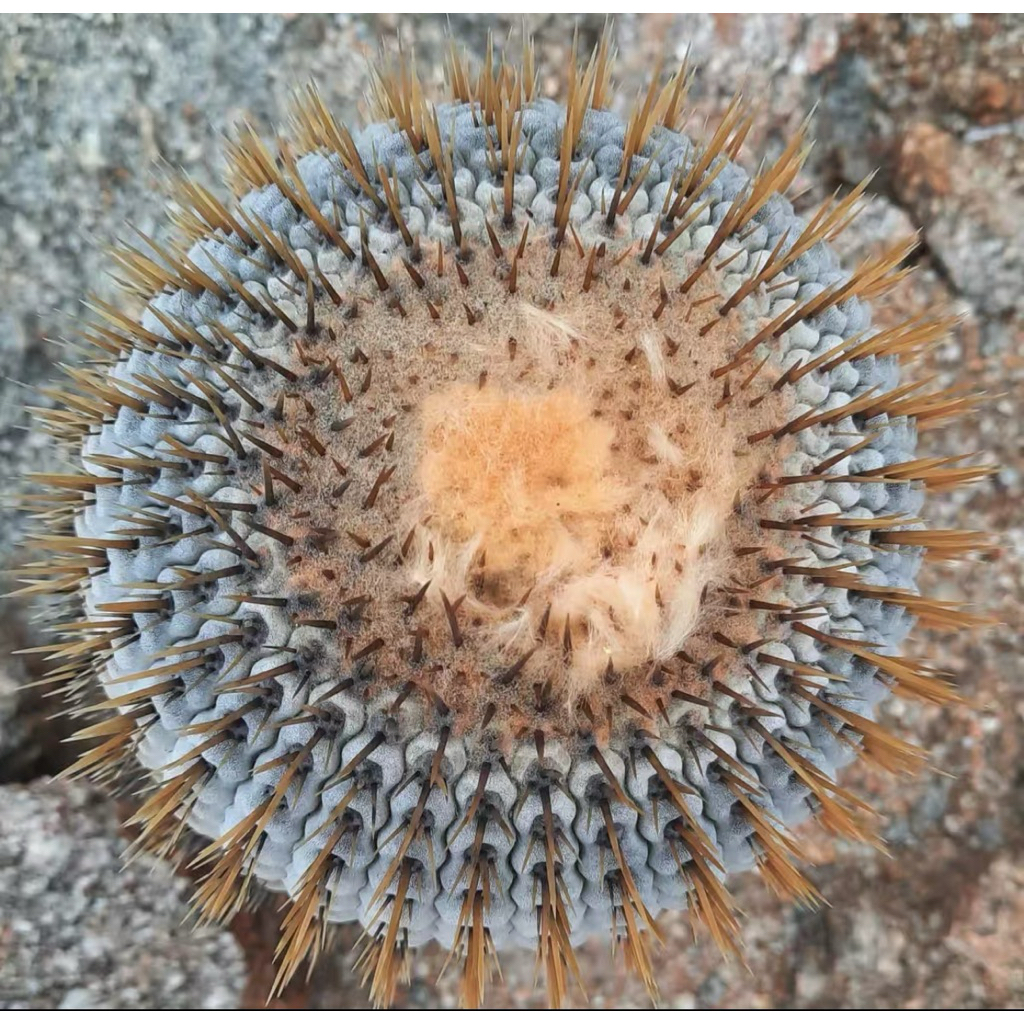 孤龙丸种子Copiapoa Columna-Alba Seeds | Shopee Malaysia
