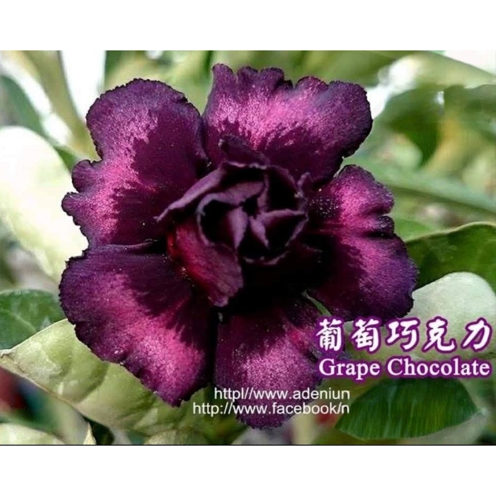 Adenium grape chocolate/🍇巧克力🍫 | Shopee Malaysia