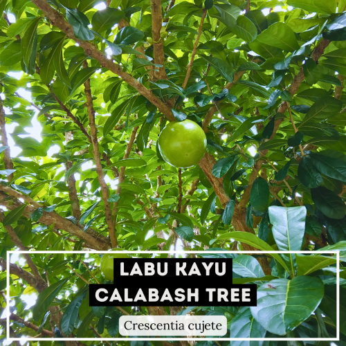 LABU KAYU | ANAK POKOK | KERATAN | Shopee Malaysia