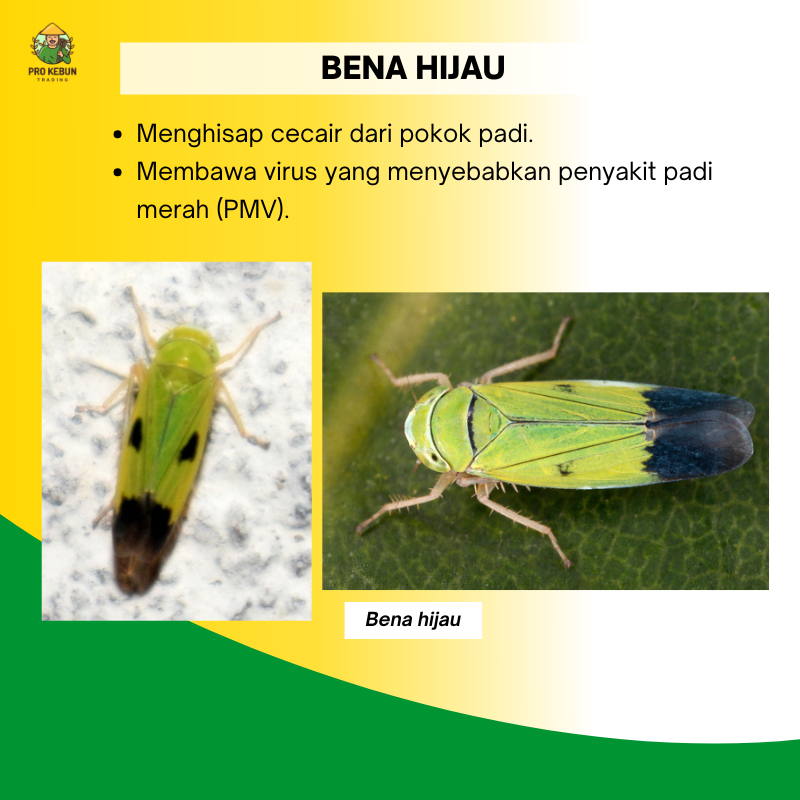 Bena 555 Insecticide Racun Bena Padi Racun Bena Hijau Bena Perang ...