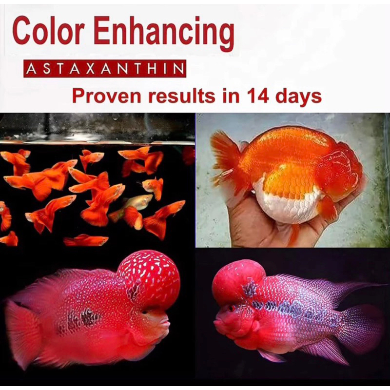 Vitamin Color Booster Red Arowana Ashtaxantin GRADE AAA Colour Up Koi ...