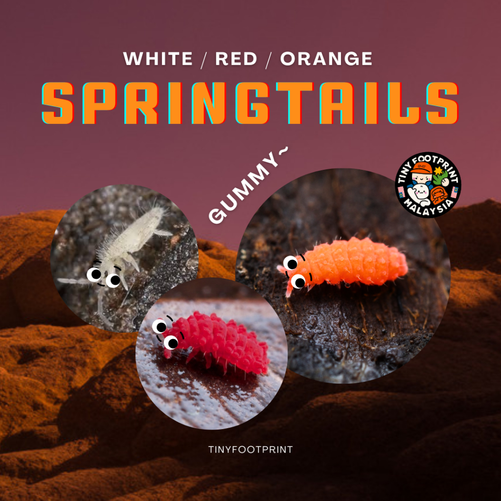 Springtails gummy / White springtails, Orange springtails, Red ...