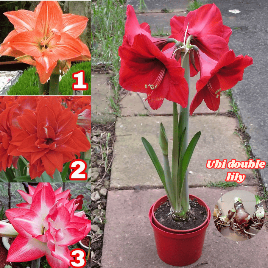 Buy bunga lily Online With Best Price, Jul 2026 | Shopee Malaysia